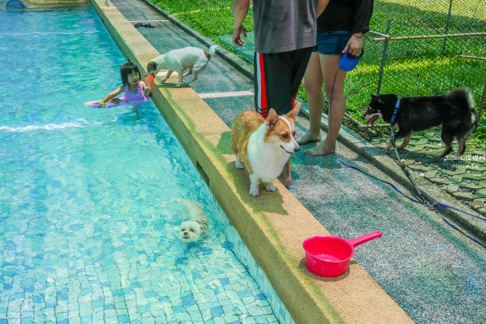 台中狗狗游泳