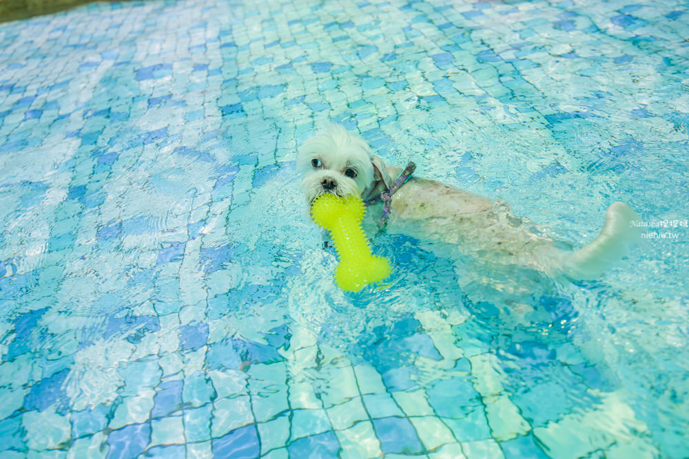 台中狗狗游泳