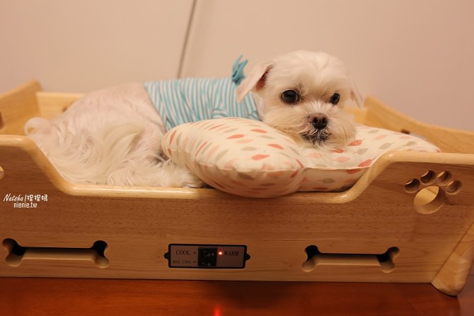 寵物床│Beetle的寵物專用冰暖床~對抗寒流及酷夏最佳節電環保床一天不到5元29