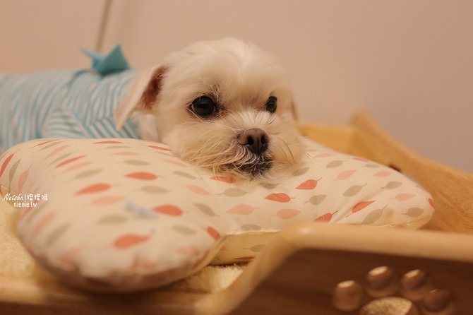 寵物床│Beetle的寵物專用冰暖床~對抗寒流及酷夏最佳節電環保床一天不到5元32