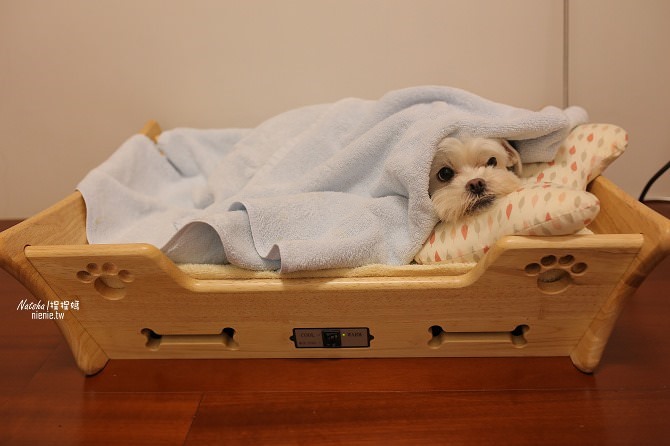 寵物床│Beetle的寵物專用冰暖床~對抗寒流及酷夏最佳節電環保床一天不到5元35