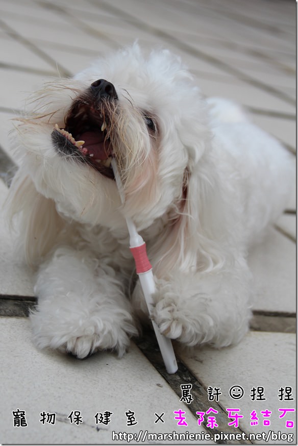 即時熱門文章：【寵物刷牙教學】預防牙結石的四大方法　（內有寵物刷牙步驟）