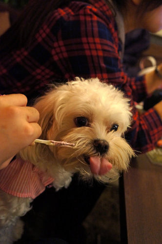 即時熱門文章：寵物友善餐廳│台北大安。捷運敦化站美食│花徑開咖啡館