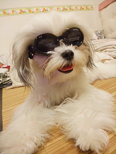 即時熱門文章：[寵物用品]預防白內障的聖品-Doggles太陽眼鏡